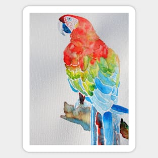 Macaw Watercolor Painting Sticker